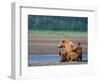 Brown Bear Sow with Cubs, Alaska Peninsula, Katmai National Park, Alaska, USA-Dee Ann Pederson-Framed Photographic Print