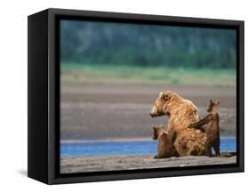 Brown Bear Sow with Cubs, Alaska Peninsula, Katmai National Park, Alaska, USA-Dee Ann Pederson-Framed Stretched Canvas
