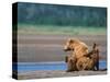 Brown Bear Sow with Cubs, Alaska Peninsula, Katmai National Park, Alaska, USA-Dee Ann Pederson-Stretched Canvas