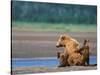 Brown Bear Sow with Cubs, Alaska Peninsula, Katmai National Park, Alaska, USA-Dee Ann Pederson-Stretched Canvas