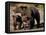 Brown Bear Sow with Cubs Looking for Fish, Katmai National Park, Alaskan Peninsula, USA-Steve Kazlowski-Framed Stretched Canvas