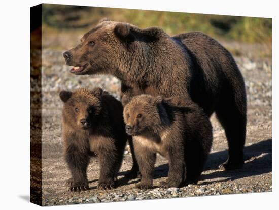 Brown Bear Sow with Cubs Looking for Fish, Katmai National Park, Alaskan Peninsula, USA-Steve Kazlowski-Stretched Canvas