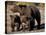 Brown Bear Sow with Cubs Looking for Fish, Katmai National Park, Alaskan Peninsula, USA-Steve Kazlowski-Stretched Canvas