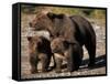 Brown Bear Sow with Cubs Looking for Fish, Katmai National Park, Alaskan Peninsula, USA-Steve Kazlowski-Framed Stretched Canvas