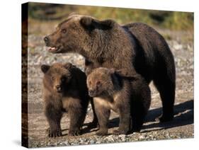 Brown Bear Sow with Cubs Looking for Fish, Katmai National Park, Alaskan Peninsula, USA-Steve Kazlowski-Stretched Canvas