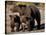 Brown Bear Sow with Cubs Looking for Fish, Katmai National Park, Alaskan Peninsula, USA-Steve Kazlowski-Stretched Canvas