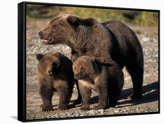 Brown Bear Sow with Cubs Looking for Fish, Katmai National Park, Alaskan Peninsula, USA-Steve Kazlowski-Framed Stretched Canvas