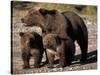 Brown Bear Sow with Cubs Looking for Fish, Katmai National Park, Alaskan Peninsula, USA-Steve Kazlowski-Stretched Canvas