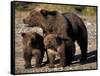 Brown Bear Sow with Cubs Looking for Fish, Katmai National Park, Alaskan Peninsula, USA-Steve Kazlowski-Framed Stretched Canvas