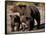 Brown Bear Sow with Cubs Looking for Fish, Katmai National Park, Alaskan Peninsula, USA-Steve Kazlowski-Framed Stretched Canvas