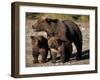 Brown Bear Sow with Cubs Looking for Fish, Katmai National Park, Alaskan Peninsula, USA-Steve Kazlowski-Framed Premium Photographic Print