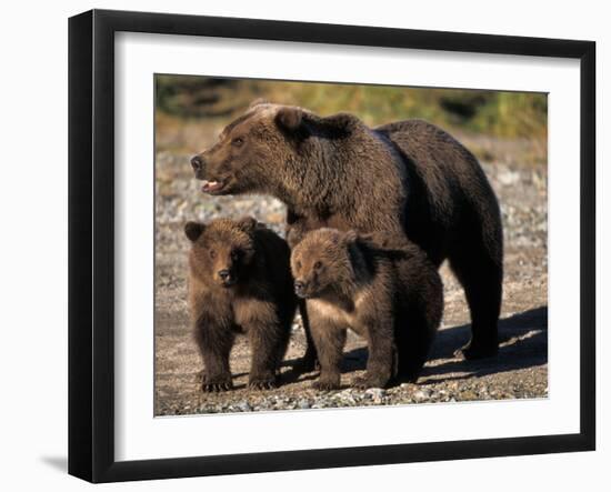 Brown Bear Sow with Cubs Looking for Fish, Katmai National Park, Alaskan Peninsula, USA-Steve Kazlowski-Framed Premium Photographic Print
