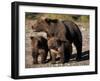 Brown Bear Sow with Cubs Looking for Fish, Katmai National Park, Alaskan Peninsula, USA-Steve Kazlowski-Framed Premium Photographic Print