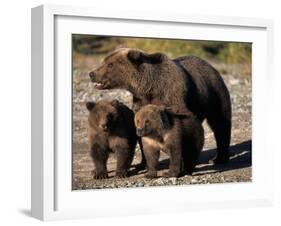 Brown Bear Sow with Cubs Looking for Fish, Katmai National Park, Alaskan Peninsula, USA-Steve Kazlowski-Framed Premium Photographic Print