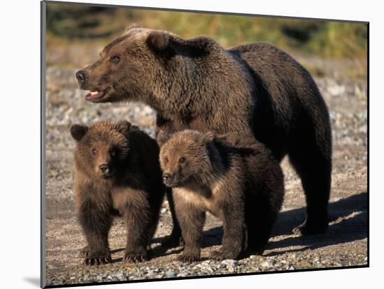 Brown Bear Sow with Cubs Looking for Fish, Katmai National Park, Alaskan Peninsula, USA-Steve Kazlowski-Mounted Premium Photographic Print