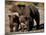 Brown Bear Sow with Cubs Looking for Fish, Katmai National Park, Alaskan Peninsula, USA-Steve Kazlowski-Mounted Premium Photographic Print