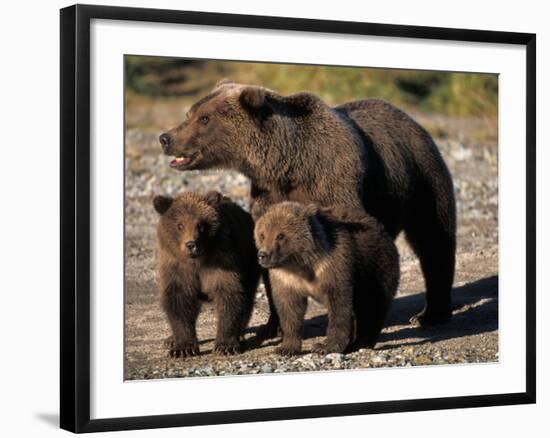 Brown Bear Sow with Cubs Looking for Fish, Katmai National Park, Alaskan Peninsula, USA-Steve Kazlowski-Framed Premium Photographic Print