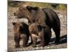 Brown Bear Sow with Cubs Looking for Fish, Katmai National Park, Alaskan Peninsula, USA-Steve Kazlowski-Mounted Premium Photographic Print