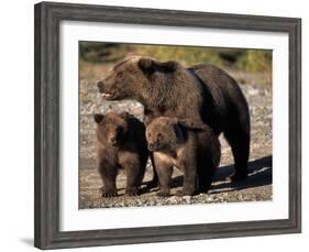 Brown Bear Sow with Cubs Looking for Fish, Katmai National Park, Alaskan Peninsula, USA-Steve Kazlowski-Framed Photographic Print