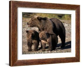 Brown Bear Sow with Cubs Looking for Fish, Katmai National Park, Alaskan Peninsula, USA-Steve Kazlowski-Framed Photographic Print
