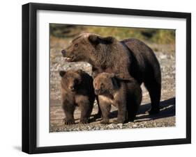 Brown Bear Sow with Cubs Looking for Fish, Katmai National Park, Alaskan Peninsula, USA-Steve Kazlowski-Framed Photographic Print