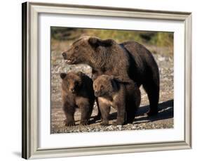 Brown Bear Sow with Cubs Looking for Fish, Katmai National Park, Alaskan Peninsula, USA-Steve Kazlowski-Framed Photographic Print