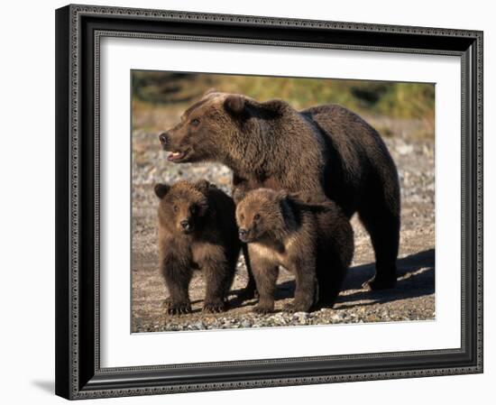 Brown Bear Sow with Cubs Looking for Fish, Katmai National Park, Alaskan Peninsula, USA-Steve Kazlowski-Framed Photographic Print