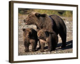 Brown Bear Sow with Cubs Looking for Fish, Katmai National Park, Alaskan Peninsula, USA-Steve Kazlowski-Framed Photographic Print