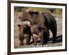 Brown Bear Sow with Cubs Looking for Fish, Katmai National Park, Alaskan Peninsula, USA-Steve Kazlowski-Framed Photographic Print