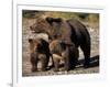 Brown Bear Sow with Cubs Looking for Fish, Katmai National Park, Alaskan Peninsula, USA-Steve Kazlowski-Framed Photographic Print