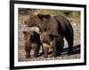 Brown Bear Sow with Cubs Looking for Fish, Katmai National Park, Alaskan Peninsula, USA-Steve Kazlowski-Framed Photographic Print