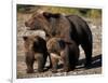 Brown Bear Sow with Cubs Looking for Fish, Katmai National Park, Alaskan Peninsula, USA-Steve Kazlowski-Framed Photographic Print