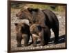 Brown Bear Sow with Cubs Looking for Fish, Katmai National Park, Alaskan Peninsula, USA-Steve Kazlowski-Framed Photographic Print