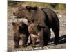 Brown Bear Sow with Cubs Looking for Fish, Katmai National Park, Alaskan Peninsula, USA-Steve Kazlowski-Mounted Photographic Print