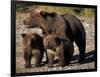 Brown Bear Sow with Cubs Looking for Fish, Katmai National Park, Alaskan Peninsula, USA-Steve Kazlowski-Framed Photographic Print