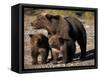 Brown Bear Sow with Cubs Looking for Fish, Katmai National Park, Alaskan Peninsula, USA-Steve Kazlowski-Framed Stretched Canvas