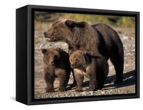 Brown Bear Sow with Cubs Looking for Fish, Katmai National Park, Alaskan Peninsula, USA-Steve Kazlowski-Framed Stretched Canvas