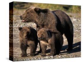 Brown Bear Sow with Cubs Looking for Fish, Katmai National Park, Alaskan Peninsula, USA-Steve Kazlowski-Stretched Canvas