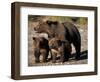 Brown Bear Sow with Cubs Looking for Fish, Katmai National Park, Alaskan Peninsula, USA-Steve Kazlowski-Framed Photographic Print