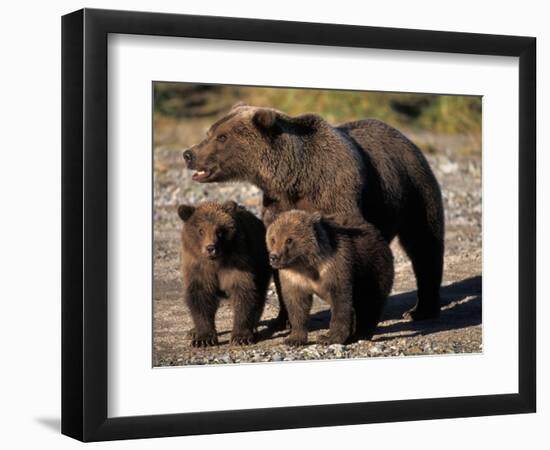 Brown Bear Sow with Cubs Looking for Fish, Katmai National Park, Alaskan Peninsula, USA-Steve Kazlowski-Framed Photographic Print