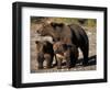 Brown Bear Sow with Cubs Looking for Fish, Katmai National Park, Alaskan Peninsula, USA-Steve Kazlowski-Framed Photographic Print