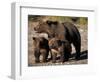 Brown Bear Sow with Cubs Looking for Fish, Katmai National Park, Alaskan Peninsula, USA-Steve Kazlowski-Framed Photographic Print