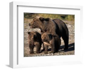 Brown Bear Sow with Cubs Looking for Fish, Katmai National Park, Alaskan Peninsula, USA-Steve Kazlowski-Framed Photographic Print