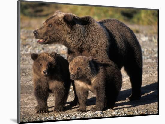 Brown Bear Sow with Cubs Looking for Fish, Katmai National Park, Alaskan Peninsula, USA-Steve Kazlowski-Mounted Photographic Print