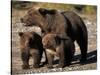 Brown Bear Sow with Cubs Looking for Fish, Katmai National Park, Alaskan Peninsula, USA-Steve Kazlowski-Stretched Canvas