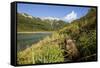 Brown Bear Spring Cub, Katmai National Park, Alaska-Paul Souders-Framed Stretched Canvas