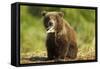 Brown Bear Spring Cub, Katmai National Park, Alaska-Paul Souders-Framed Stretched Canvas