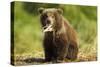 Brown Bear Spring Cub, Katmai National Park, Alaska-Paul Souders-Stretched Canvas