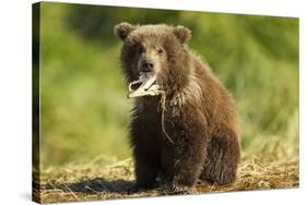 Brown Bear Spring Cub, Katmai National Park, Alaska-Paul Souders-Stretched Canvas