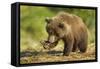 Brown Bear Spring Cub, Katmai National Park, Alaska-Paul Souders-Framed Stretched Canvas